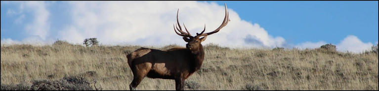 Young Bull Elk